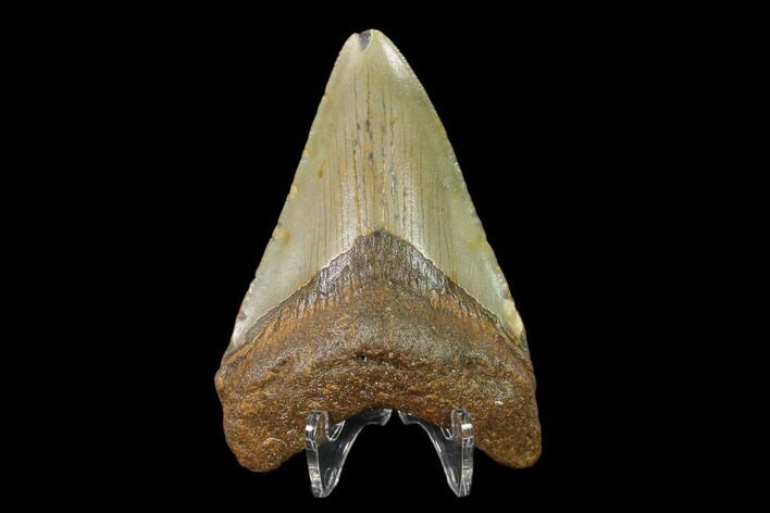 Fossil Megalodon Tooth - North Carolina #130044